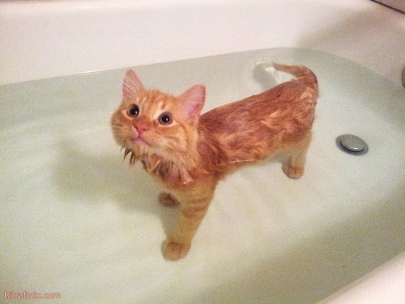 funny cat