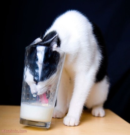 funny cat