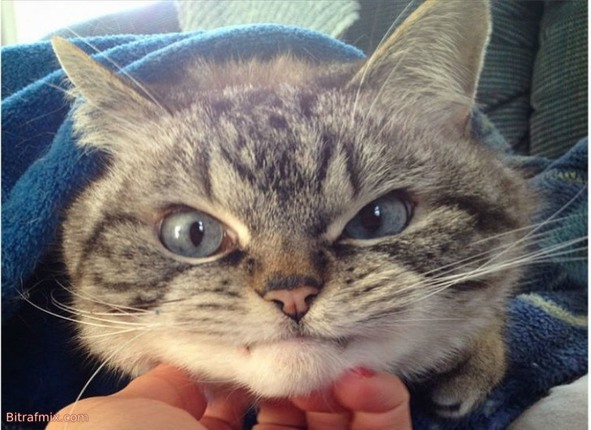 funny cat