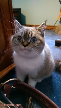 funny cat
