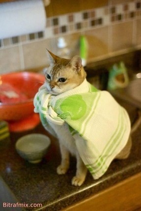 funny cat