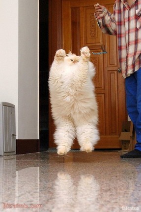 funny cat