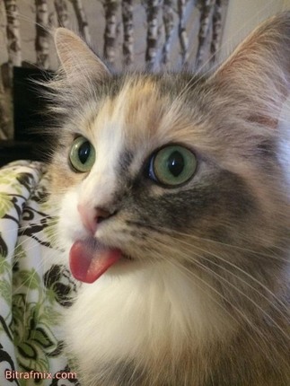 funny cat