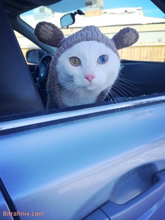 funny cat