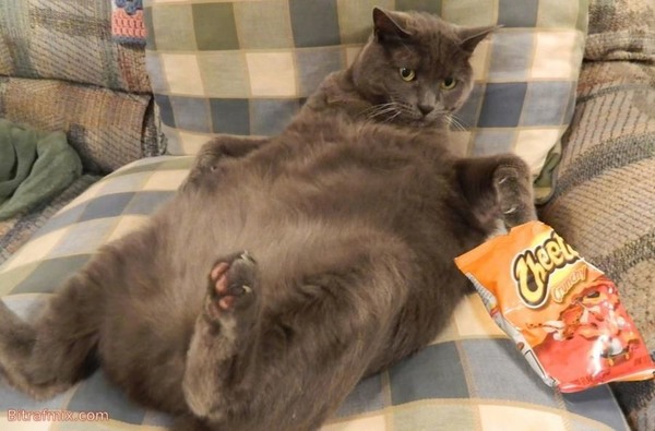 funny cat