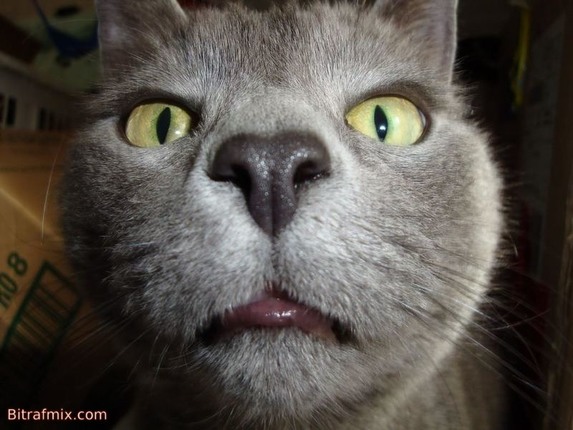 funny cat