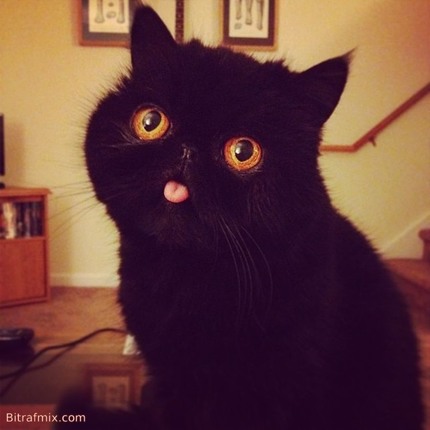 funny cat