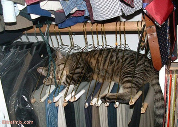 funny cat
