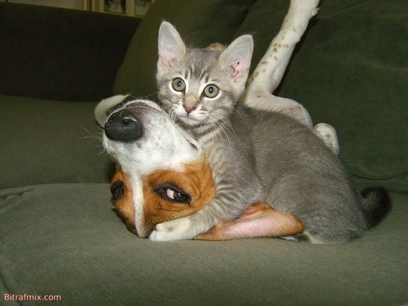 funny cat