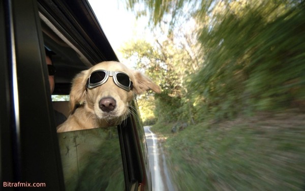 crazy dog