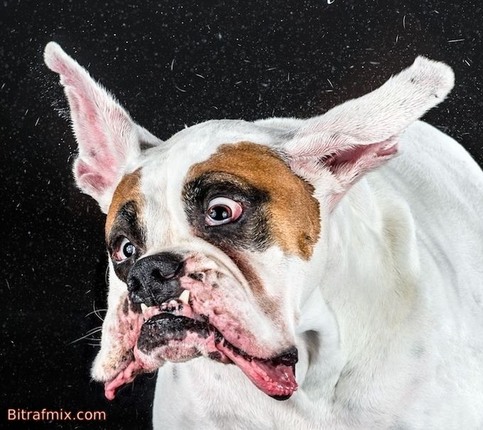 crazy dog