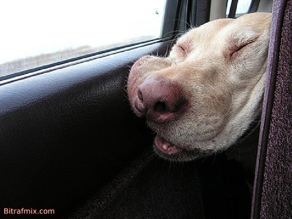 crazy dog