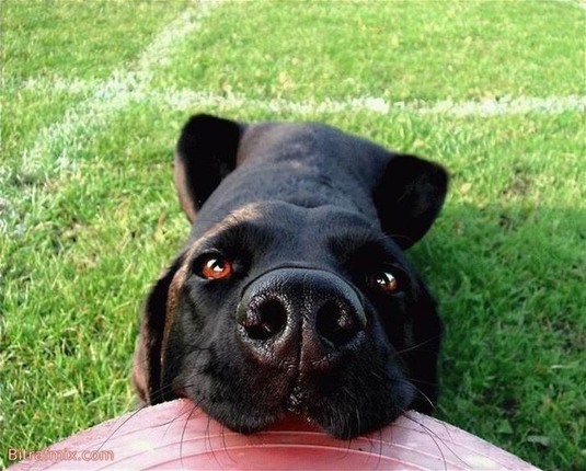 crazy dog