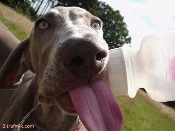 crazy dog