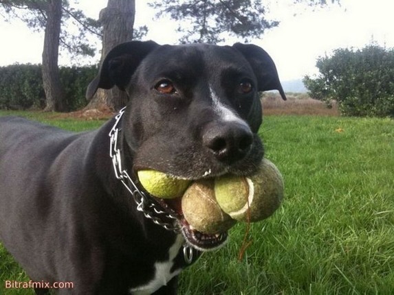 crazy dog