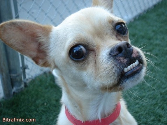 crazy dog