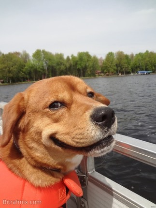crazy dog