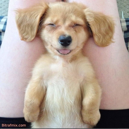 crazy dog