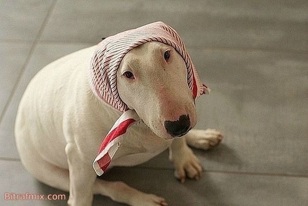 crazy dog