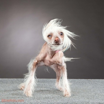 crazy dog